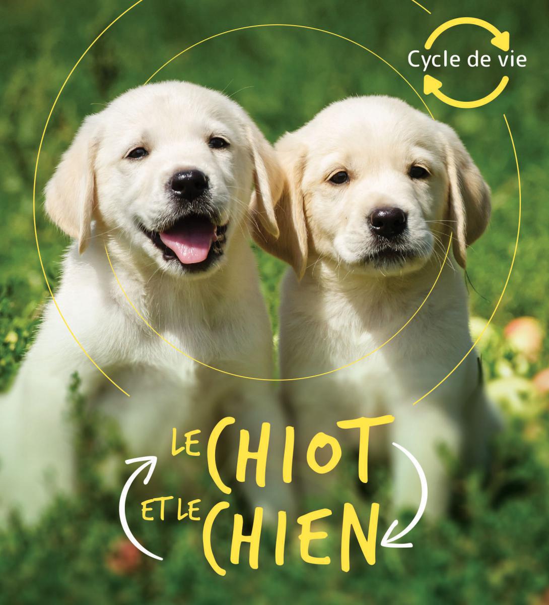  Cycle de vie : Le chiot et le chien 